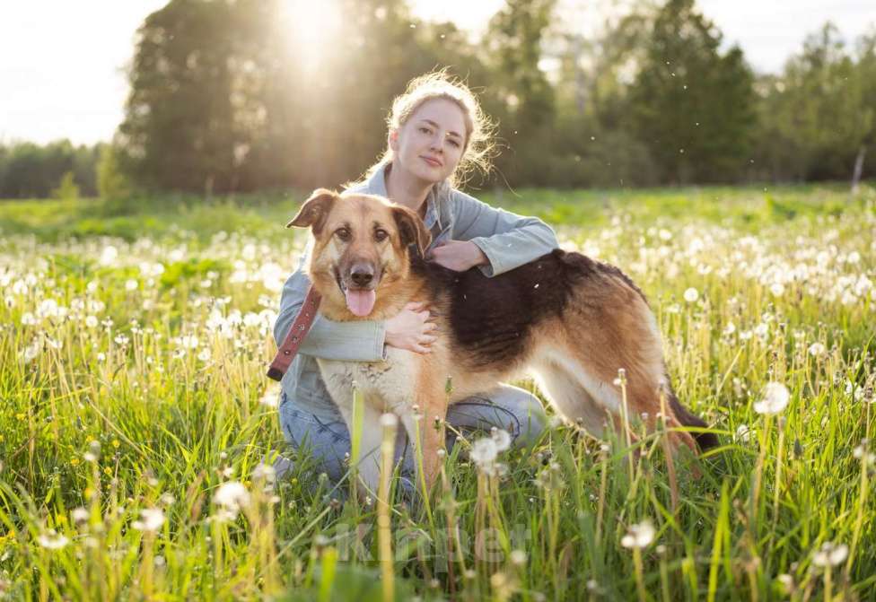 Собаки в Москве: Метис в добрые руки! Девочка, очень умная Девочка, Бесплатно - фото 6
