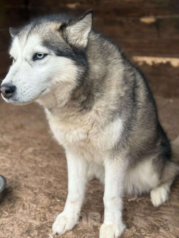 Собаки в Дмитрове: Хранительница очага - Кали Девочка, Бесплатно - фото 3