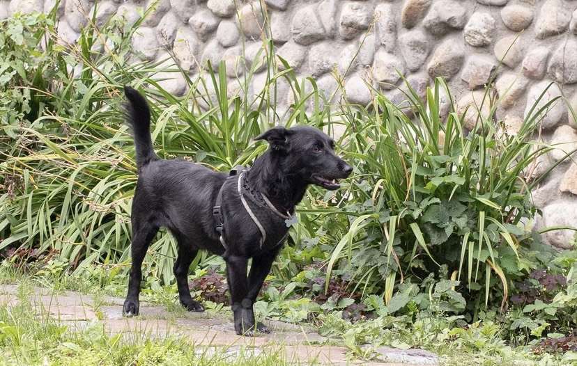 Собаки в других городах Московской области: Собака в добрые руки Девочка, Бесплатно - фото 3