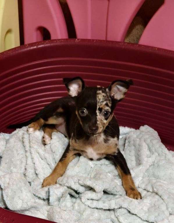 Собаки в Владимире: Щенок русского той-терьера (девочка) Девочка, 25 000 руб. - фото 2