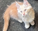 Кошки в Санкт-Петербурге: котенок мейн-кун# Мальчик, 50 000 руб. - фото 2