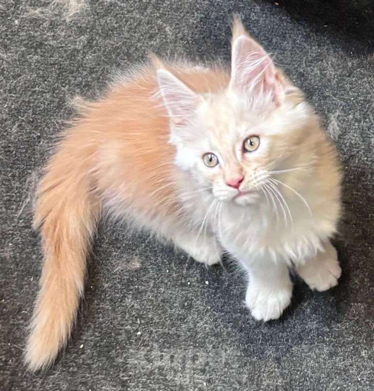 Кошки в Санкт-Петербурге: котенок мейн-кун# Мальчик, 50 000 руб. - фото 2