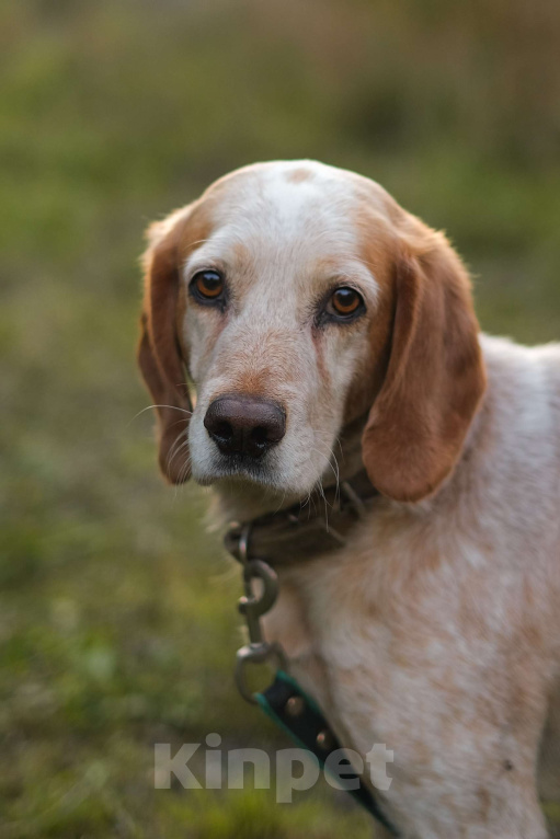 Собаки в Санкт-Петербурге: Персик из приюта в добрые руки Мальчик, Бесплатно - фото 1
