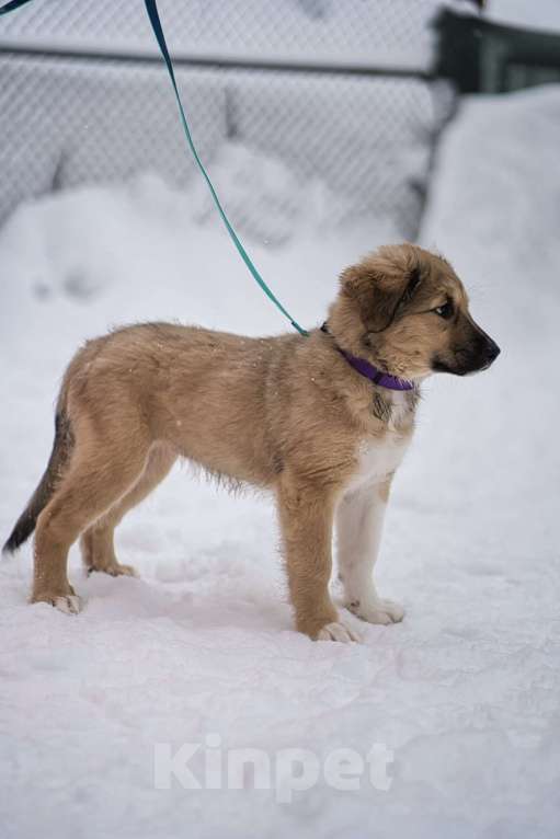 Собаки в Красногорске: Малышка Бель 3,5 месяца в добрые руки Девочка, Бесплатно - фото 3