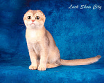 Кошки в Санкт-Петербурге: Скоттиш-фолд котик голубое золото Мальчик, 50 000 руб. - фото 5