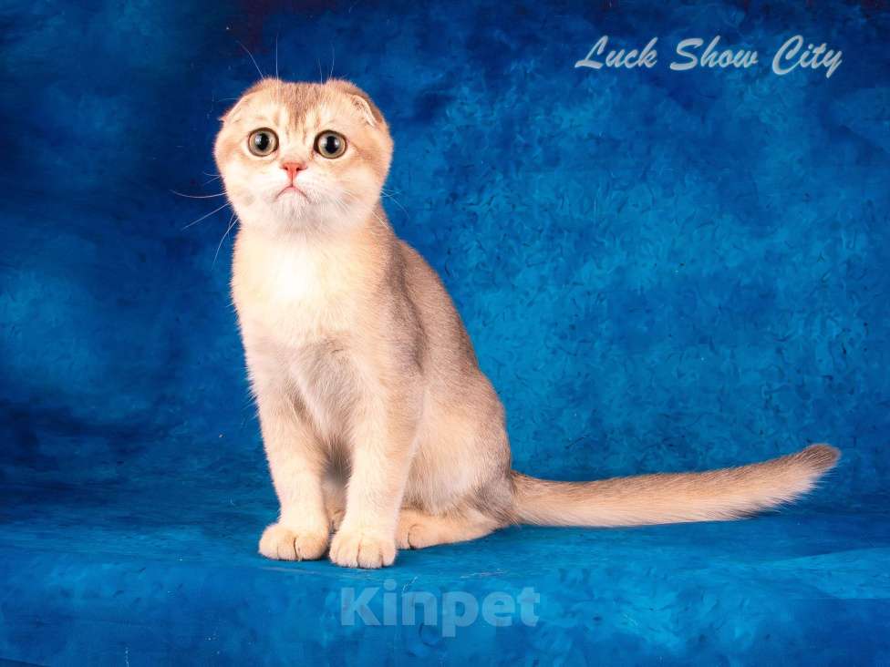 Кошки в Санкт-Петербурге: Скоттиш-фолд котик голубое золото Мальчик, 50 000 руб. - фото 5