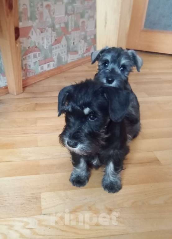 Собаки в Белгороде: Щенки цвергшнауцера Мальчик, Бесплатно - фото 8