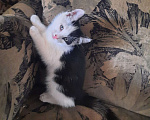 Кошки в Санкт-Петербурге: Котенок Синявино Девочка, Бесплатно - фото 1