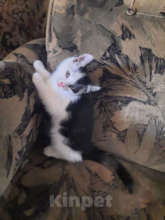 Кошки в Санкт-Петербурге: Котенок Синявино Девочка, Бесплатно - фото 1