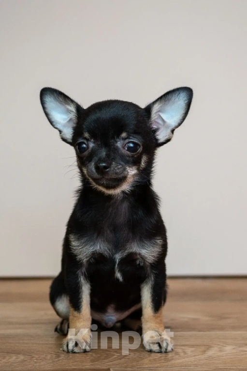Собаки в Богдане: Щенки чихуахуа Мальчик, 25 000 руб. - фото 4