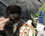 Собаки в Самаре: Померанский шпиц Девочка, 70 000 руб. - фото 3