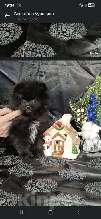 Собаки в Самаре: Померанский шпиц Девочка, 70 000 руб. - фото 3