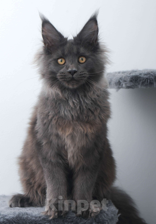 Кошки в Москве: Голубой солид кошечка Девочка, 70 000 руб. - фото 6