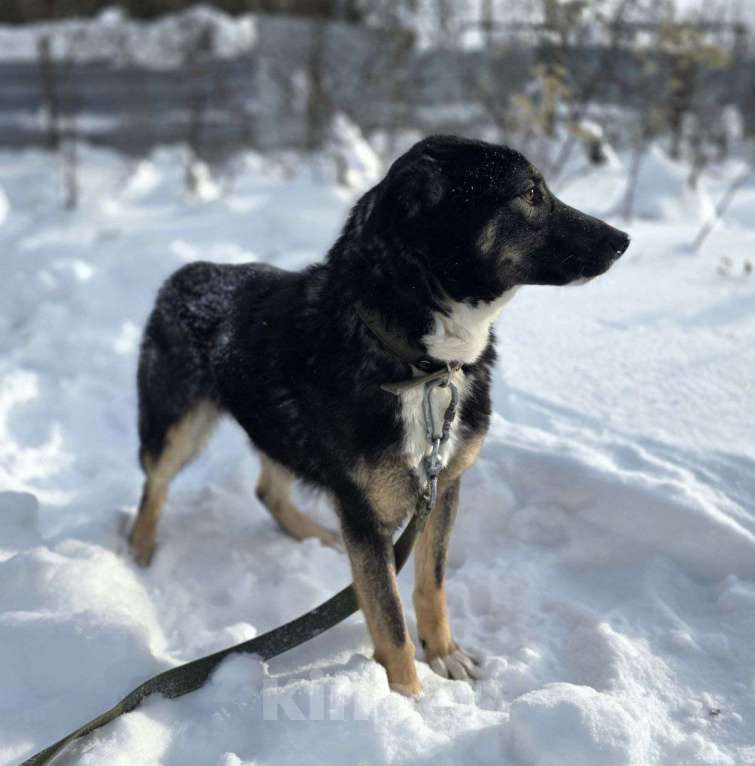 Собаки в Королеве: Нуара. Приют Зоодом, г. Королев. Девочка, Бесплатно - фото 6