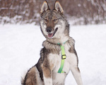 Собаки в Москве: Преданный и ласковый парень в добрые руки Мальчик, Бесплатно - фото 5