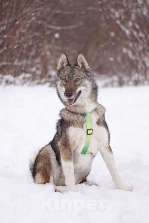 Собаки в Москве: Преданный и ласковый парень в добрые руки Мальчик, Бесплатно - фото 5
