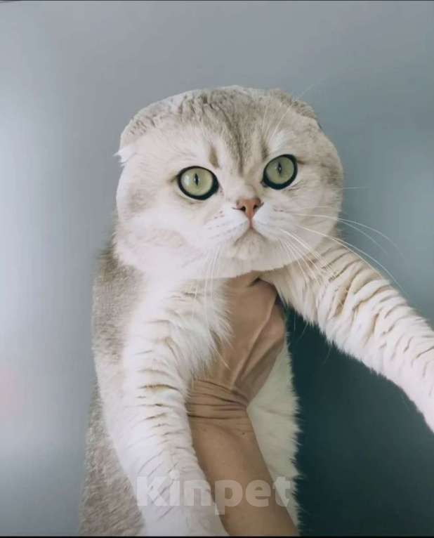 Кошки в Москве: Шотландские котята эксклюзивных окрасов Разнополые, 37 000 руб. - фото 10