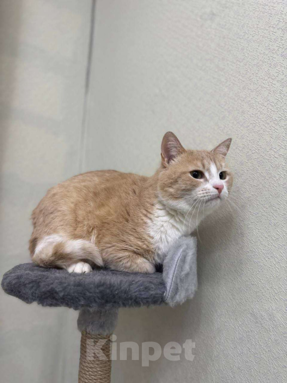 Кошки в Москве: Кот Сникерс ищет дом! Мальчик, Бесплатно - фото 3