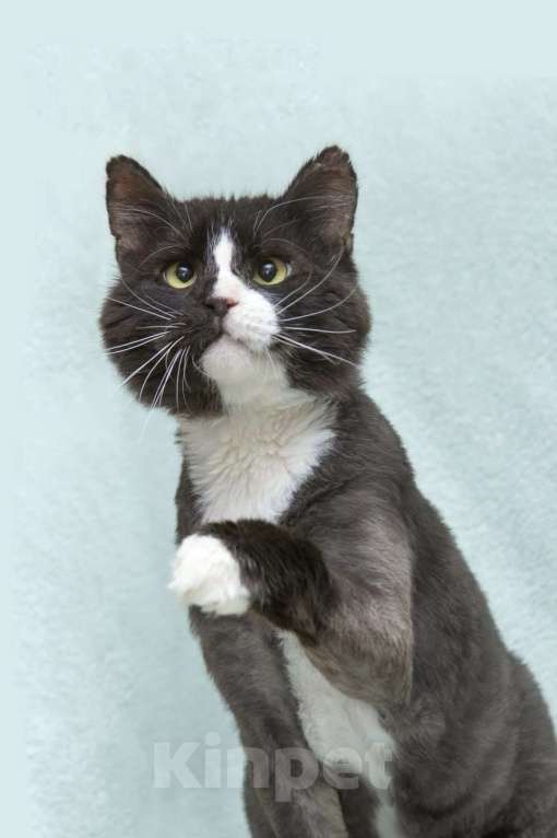 Кошки в Люберцах: Кузя: брутальный парень с большим сердцем ищет дом! Мальчик, Бесплатно - фото 2