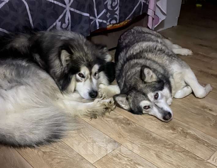 Собаки в других городах Архангельской области: Щенки аляскинского маламута Мальчик, 10 000 руб. - фото 2