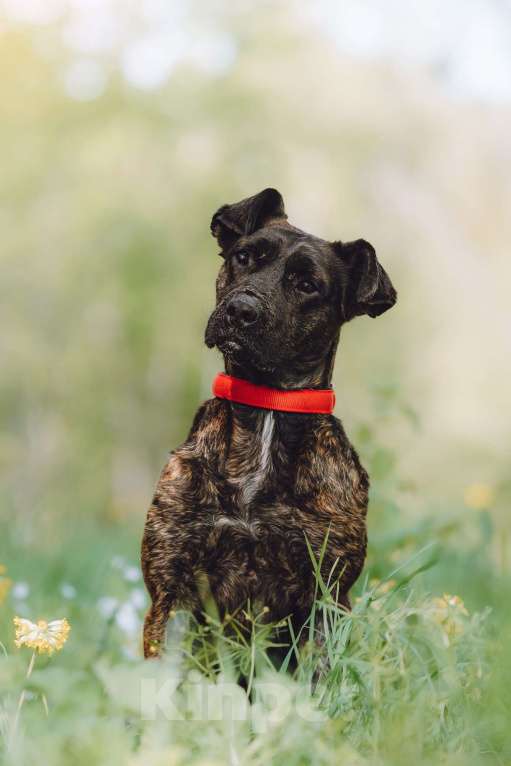 Собаки в Москве: Мудрая Миранда ищет дом Девочка, 1 руб. - фото 9