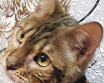 Кошки в Карачеве: Бенгальский котенок., 12 000 руб. - фото 1