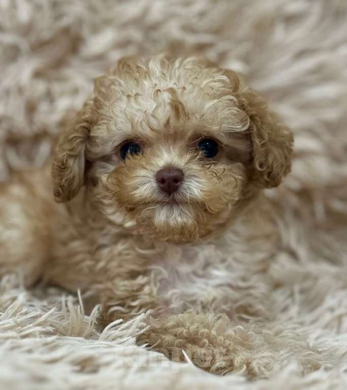 Собаки в Красноярске: Тикап, пудели Китай. Девочка, 130 000 руб. - фото 3