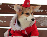Собаки в Санкт-Петербурге: Корги Мальчик, 90 000 руб. - фото 3