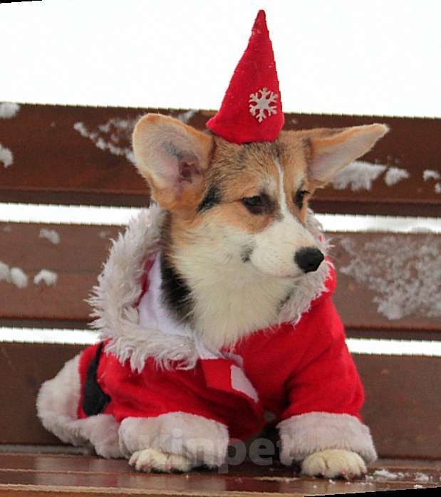 Собаки в Санкт-Петербурге: Корги Мальчик, 90 000 руб. - фото 3