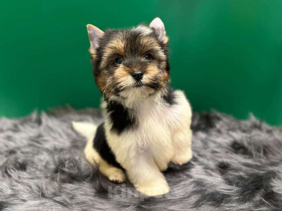 Собаки в Мур: Малыш-Гаврюша Мальчик, 35 000 руб. - фото 2