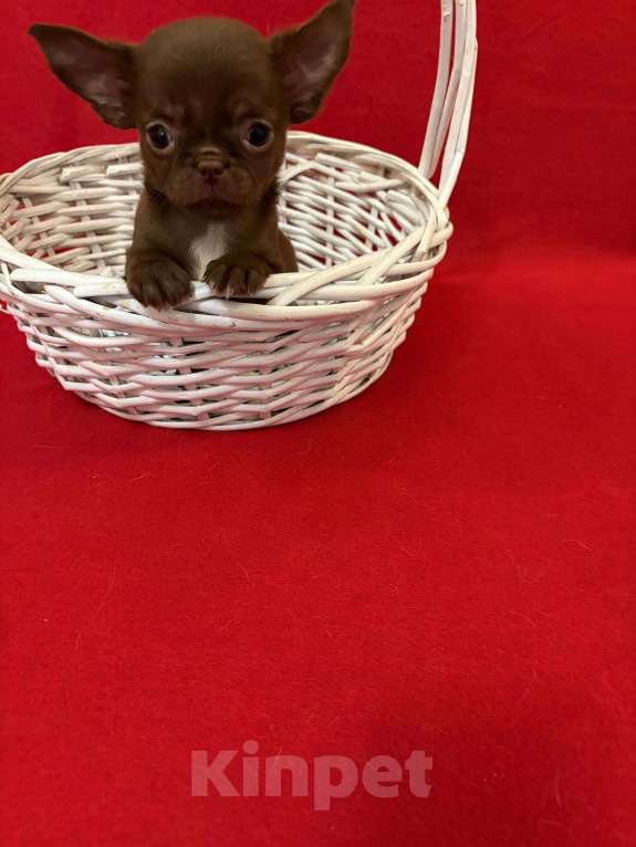 Собаки в Москве: Чихуахуа  -  Девочка  г/ш Девочка, 25 000 руб. - фото 2