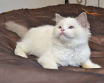 Кошки в Москве: Котята Рэгдолл Мальчик, 65 000 руб. - фото 1