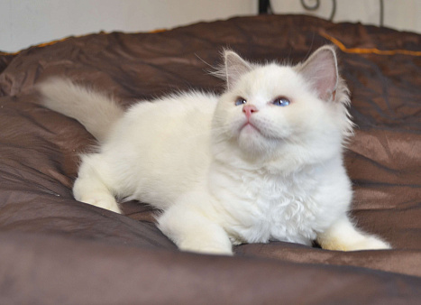 Котята Рэгдолл