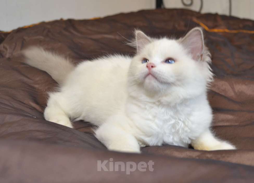 Кошки в Москве: Котята Рэгдолл Мальчик, 65 000 руб. - фото 1