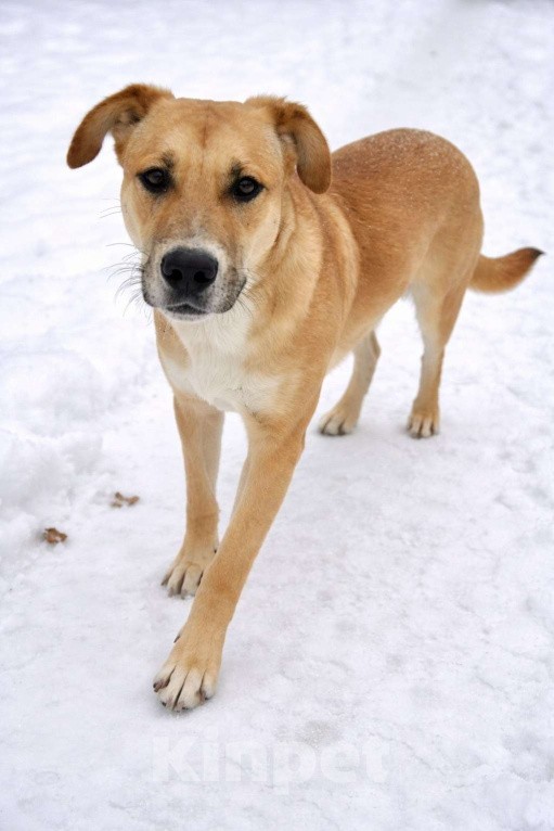Собаки в Москве: Кабачок 7 месяцев ищет дом Мальчик, Бесплатно - фото 7