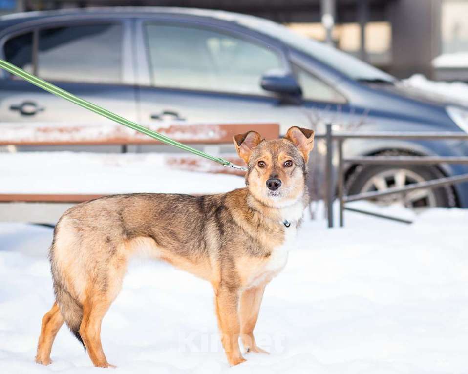 Собаки в Санкт-Петербурге: Очень трогательная собачка Девочка, Бесплатно - фото 10