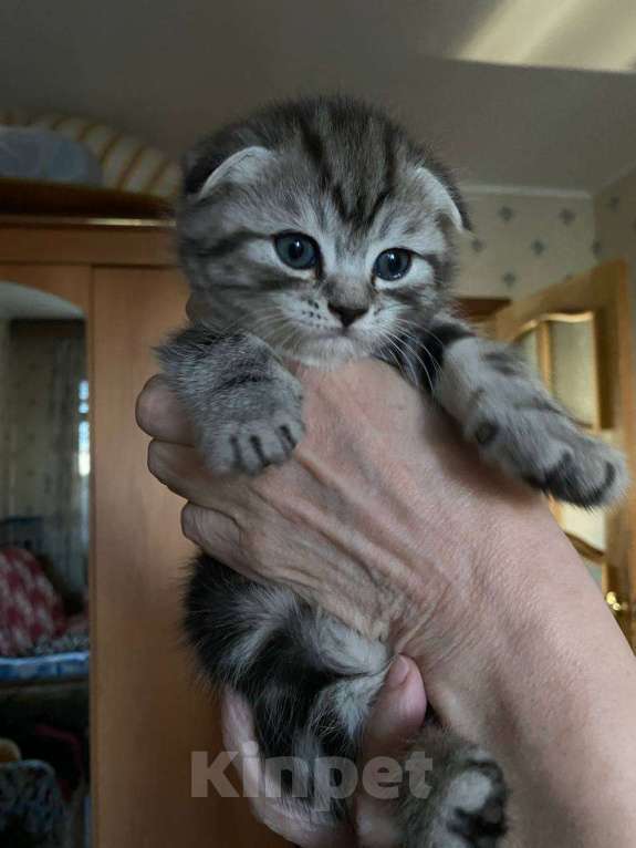 Кошки в Оренбурге: Продам котят: мальчик и девочка Мальчик, 2 500 руб. - фото 2