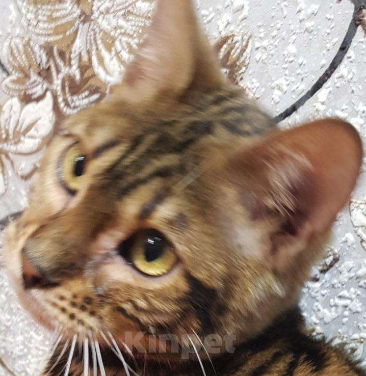 Кошки в Карачеве: Бенгальский котенок., 12 000 руб. - фото 1