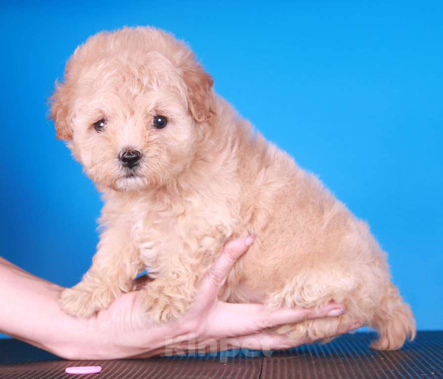 Собаки в Москве: мальтипу Ф1 щенки Девочка, 150 000 руб. - фото 7