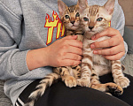 Кошки в Мытищах: Бенгальский котенок девочка Девочка, 65 000 руб. - фото 4