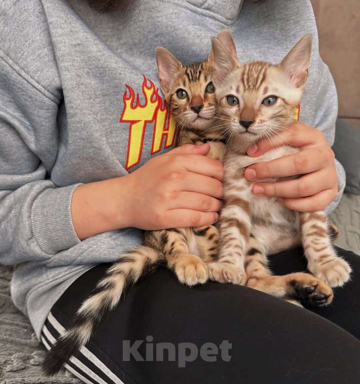 Кошки в Мытищах: Бенгальский котенок девочка Девочка, 65 000 руб. - фото 4