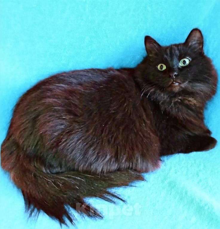 Кошки в Москве: Нюша и Плюша ищут дом Девочка, Бесплатно - фото 2