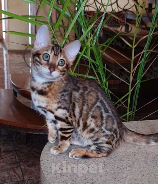 Кошки в Ростове-на-Дону: Бенгальская девочка  Девочка, 60 000 руб. - фото 1