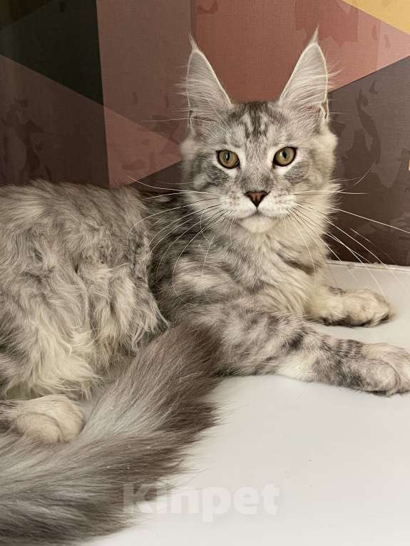 Кошки в Москве: Пушистый ангел для вашего настроения Мальчик, 80 000 руб. - фото 1