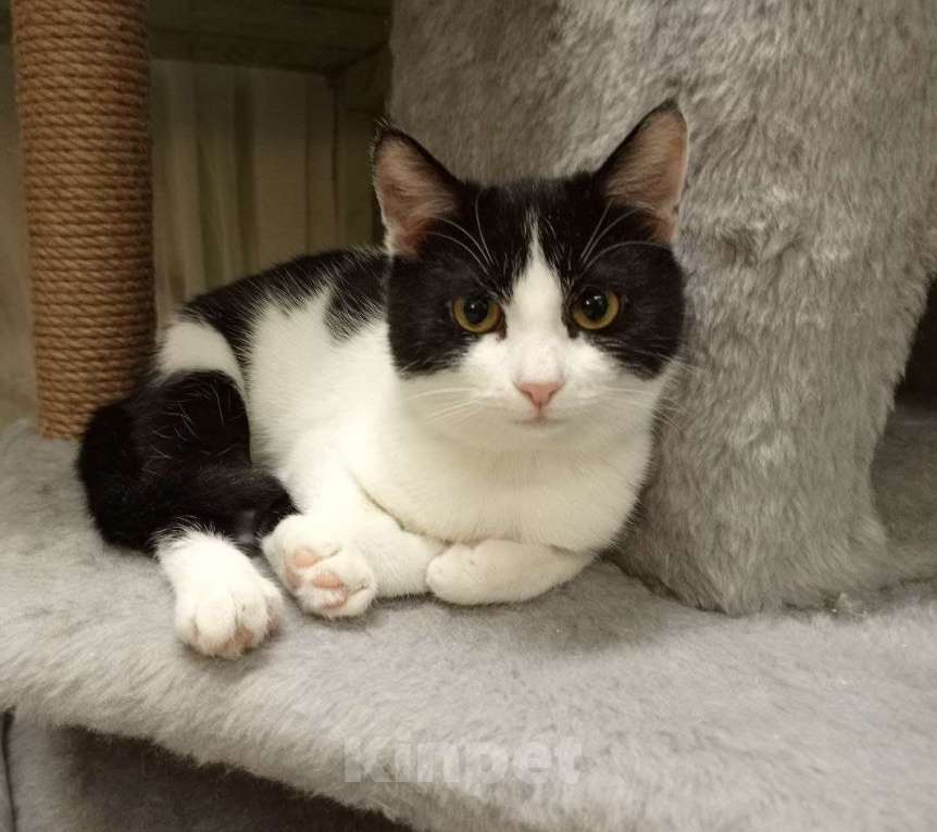 Кошки в Москве: Кнопа Девочка, Бесплатно - фото 4