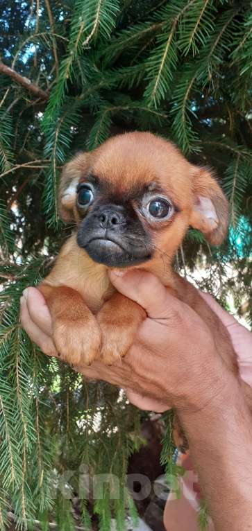 Собаки в Санкт-Петербурге: Милые щеночки Девочка, Бесплатно - фото 3