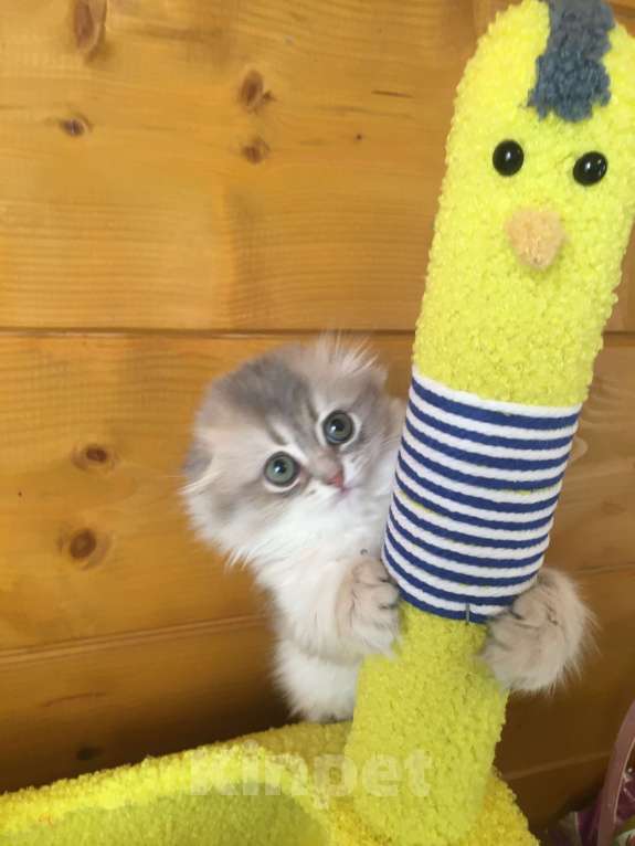 Кошки в Москве: Девочка Хайленд фолд голубое золото Девочка, 50 000 руб. - фото 3