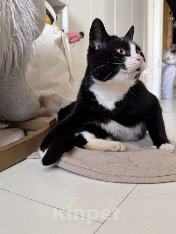 Кошки в Москве: Альпинист- кот оптимиста Мальчик, Бесплатно - фото 6