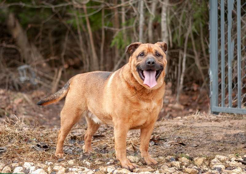 Собаки в Москве: Ка-де-бо Мило в добрые руки Мальчик, Бесплатно - фото 3
