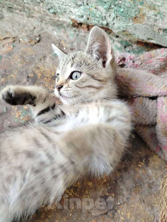 Кошки в Тамбове: Очаровательные котята в добрые руки Девочка, Бесплатно - фото 2